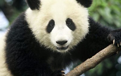 Zoo Panda Has Successful Dental Surgery!