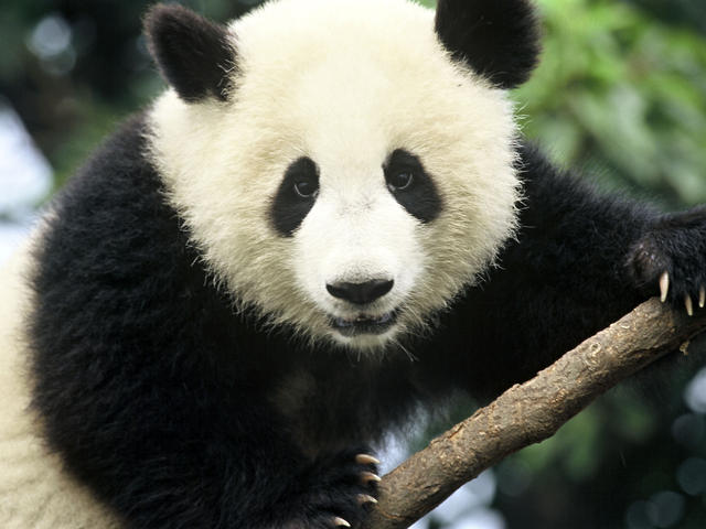 Zoo Panda Has Successful Dental Surgery!